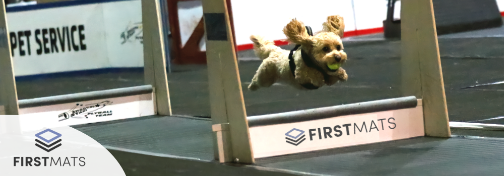 Dog jumping over flyball hurdles