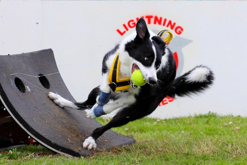 Flyball Box with Matting