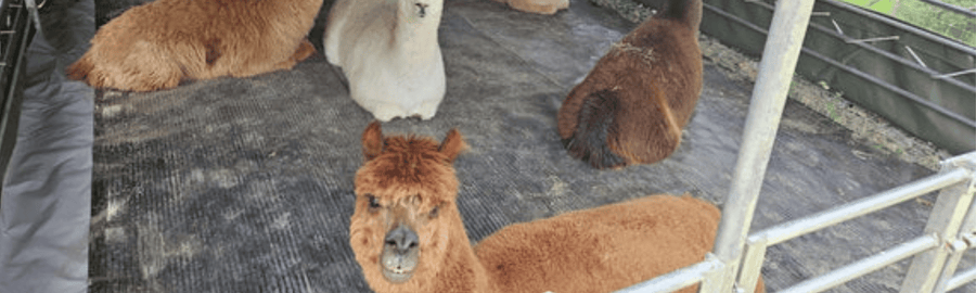 Agricultural Floor Mats