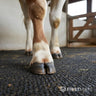 Cow hoof standing on rubber comfort matting