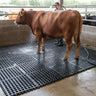 Cow being washed on washdown mats