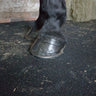 Hoof on rubber comfort mats